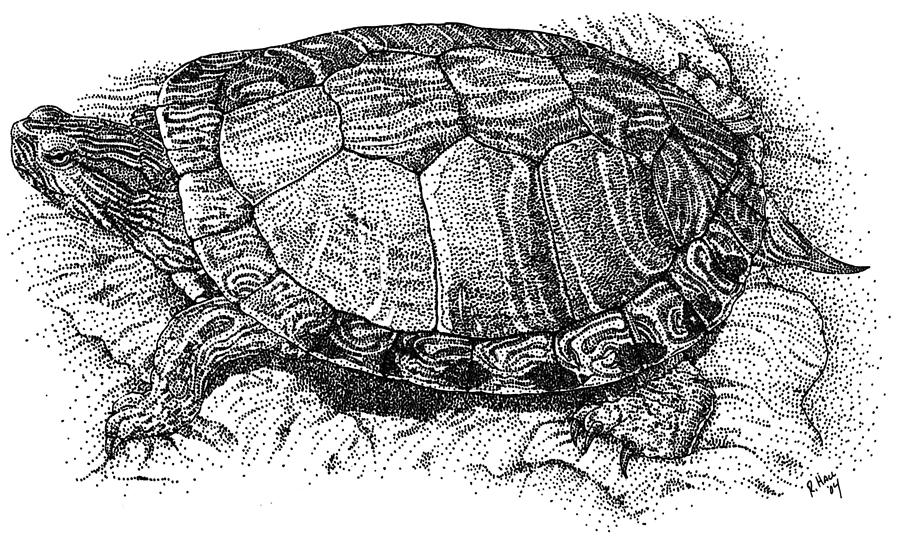 Симметрия черепахи. Панцирь черепахи рисунок. Панцирь черепахи узор. Черепаха эскиз. Красноухая черепаха рисунок.
