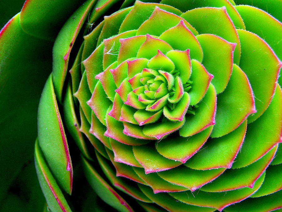 Red Edged Succulent #1 Photograph by Jeff Lowe