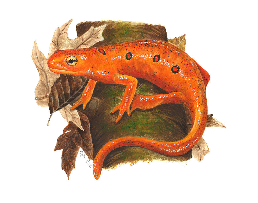 Red eft Painting by Cindy Hitchcock
