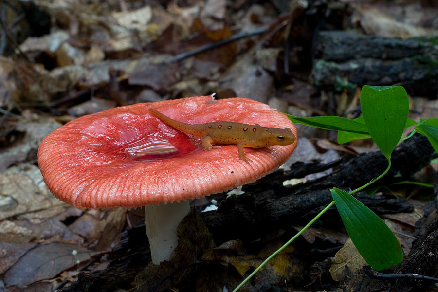 Red Eft On A Mushroom #1 Photograph by Paul Whitten