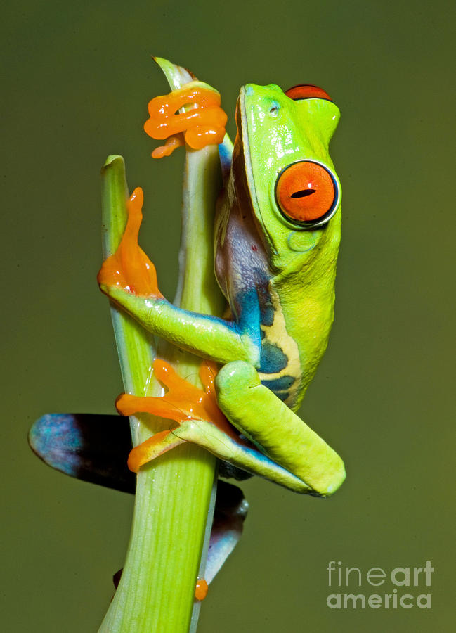 Red Eye Tree Frog #1 Photograph by Millard H Sharp