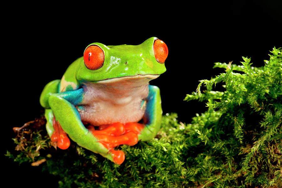 Red Eye Treefrog, Agalychnis Photograph by David Northcott | Fine Art ...