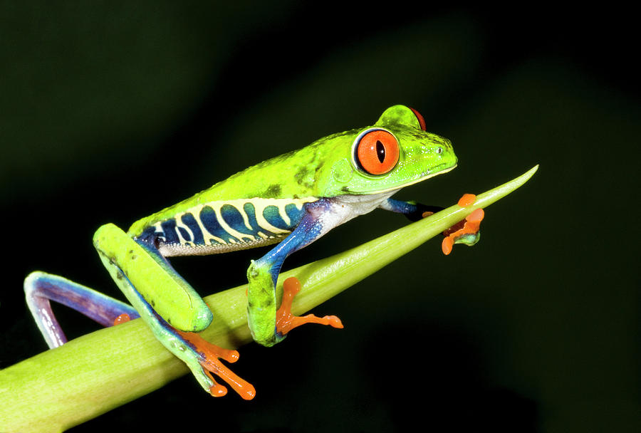 Red-eyed Tree Frog Agalychnis Callidryas Photograph By Josh Miller ...