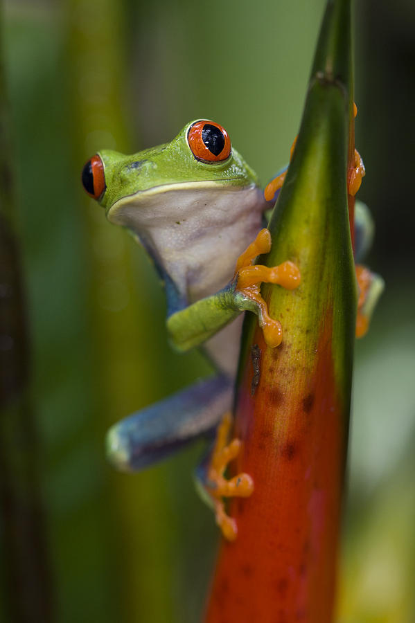 Shower Curtain red-eye tree frog Agalychnis callidryas in