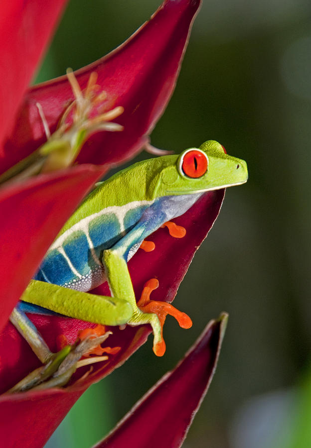 Red eyed tree frog 2 Photograph by Dennis Cox