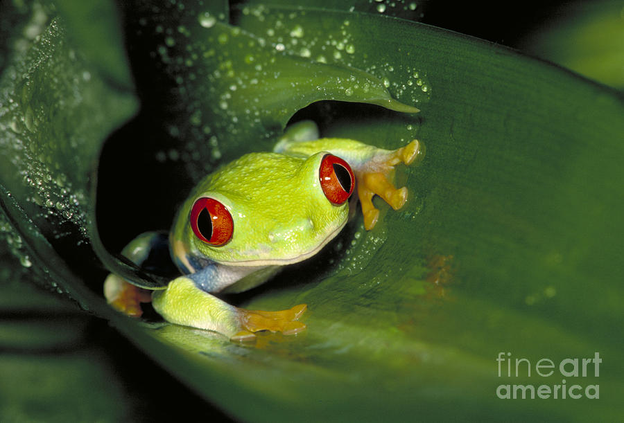 Red Eyed Tree Frog #1 Photograph by Gregory G. Dimijian