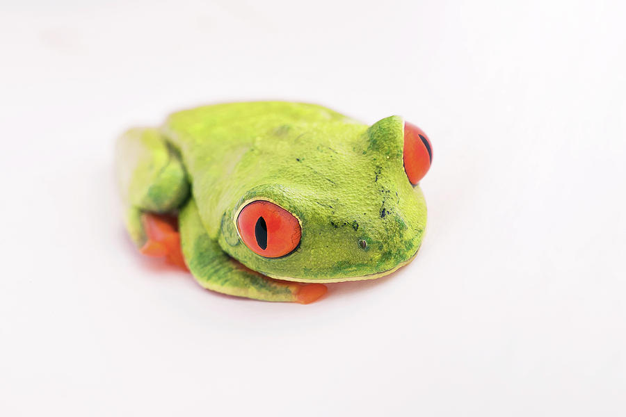 Red-eyed Tree Frog #1 Photograph by Nicolas Reusens/science Photo Library