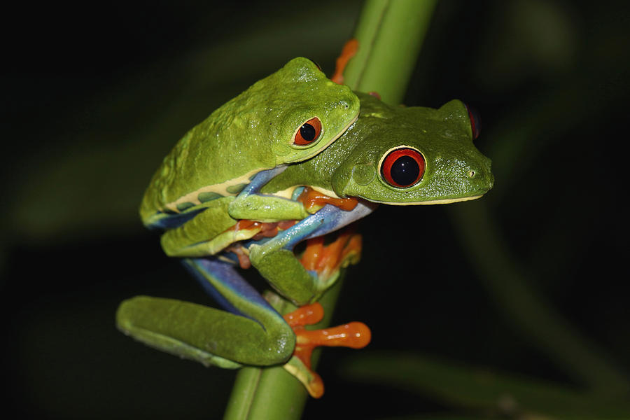 Red-eyed Tree Frogs Mating Costa Rica #1 Photograph by Hiroya  Minakuchi
