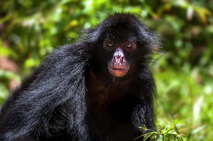 Red-faced Spider Monkey Ateles Paniscus Photograph by Leonardo Merçon