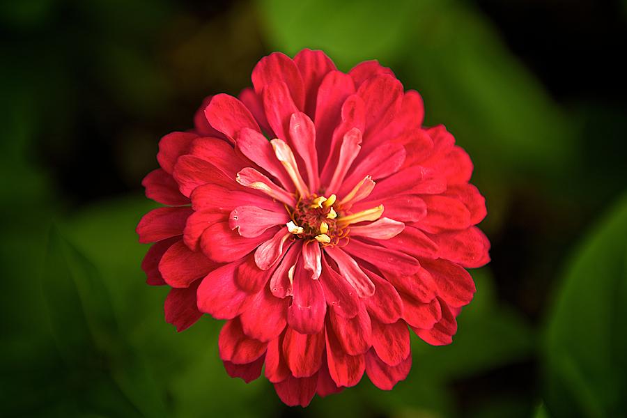 Red flower #1 Photograph by Prince Andre Faubert