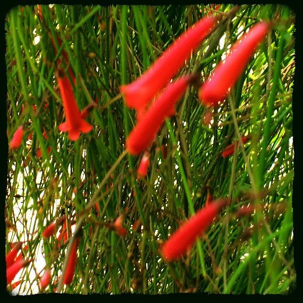 Nature Photograph - #red #flower  #color #colour #colourful #1 by Juan Parafiniuk