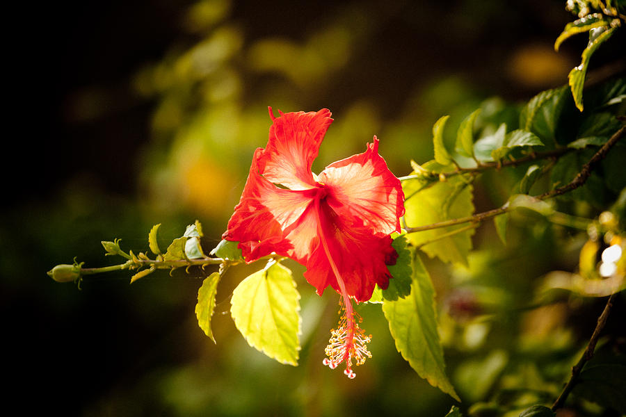 Red flower #1 Photograph by Raimond Klavins