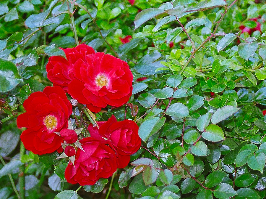 Red Flowers Photograph