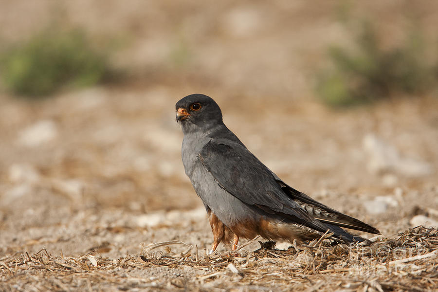 Wildlife Photograph - Red footed falcon falco vespertinus #1 by Eyal Bartov