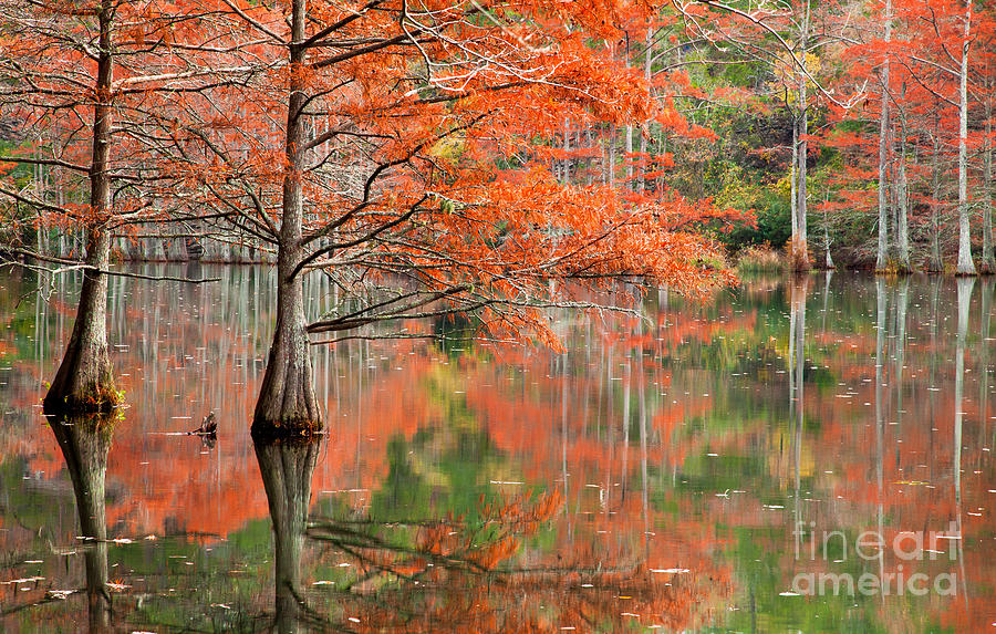 Red Forest #1 Photograph by Iris Greenwell