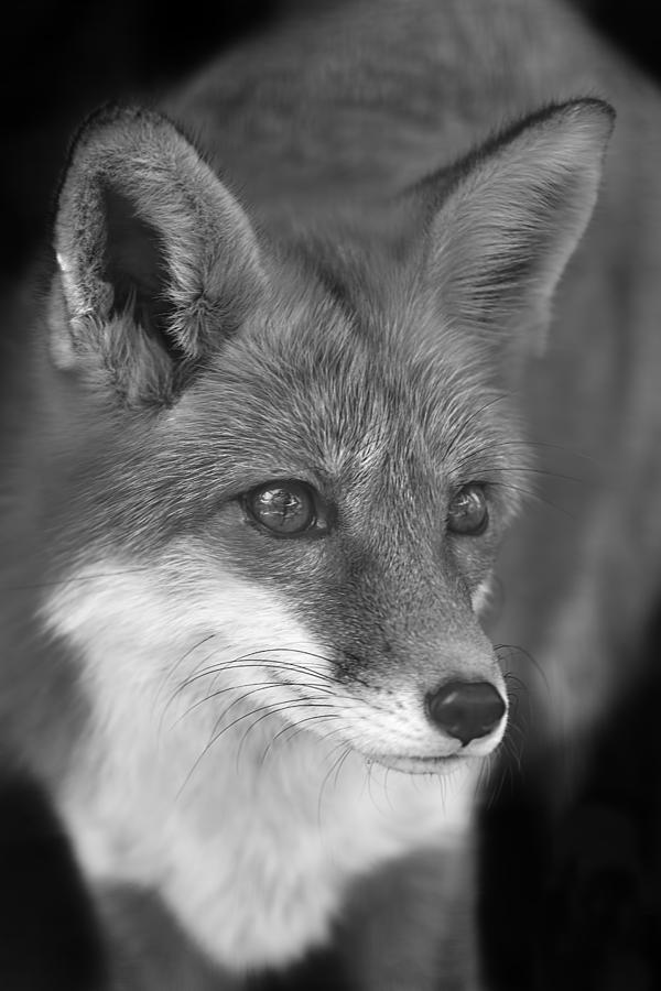 Red Fox  #1 Photograph by Brian Cross