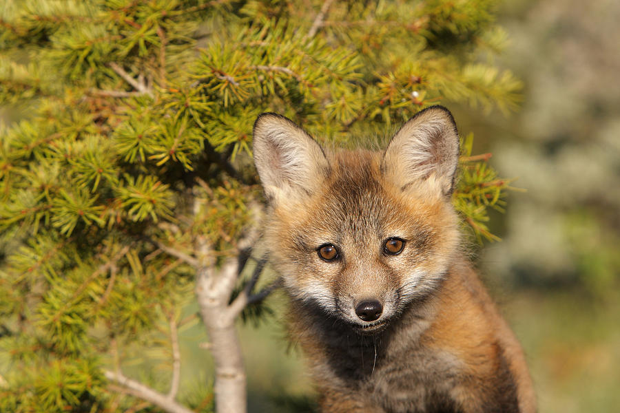 Red Fox Cub #1 Photograph by M. Watson