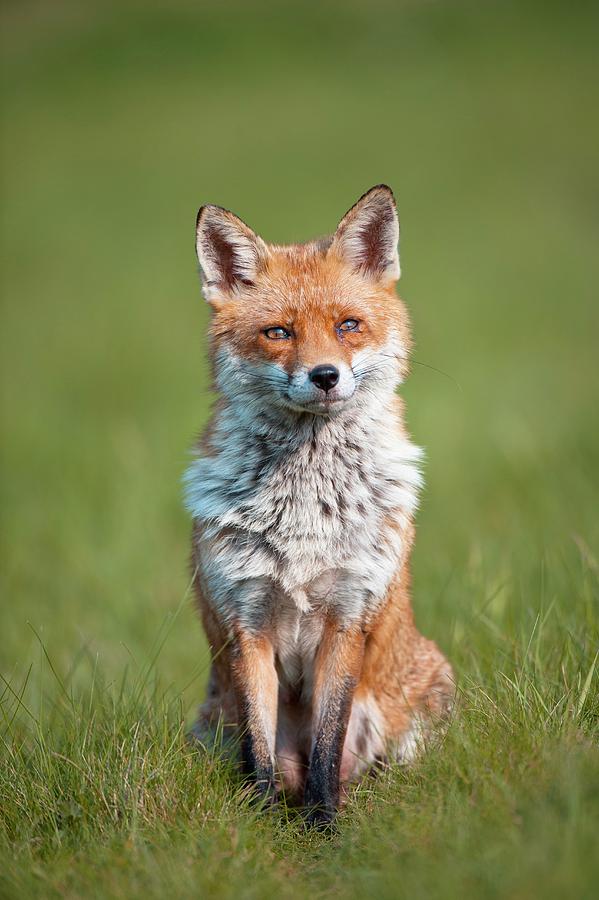 Red Fox Photograph by Dr P. Marazzi/science Photo Library - Fine Art ...