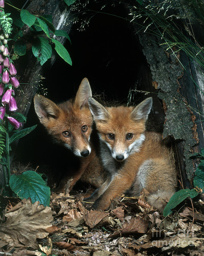 Red Fox #1 Photograph by Hans Reinhard