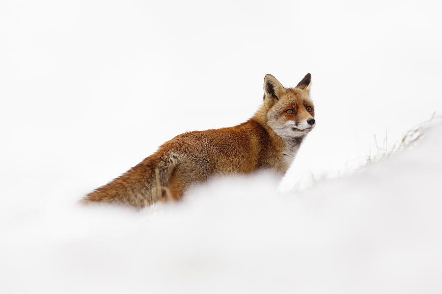 Winter Photograph - Red Fox in a White World #1 by Roeselien Raimond