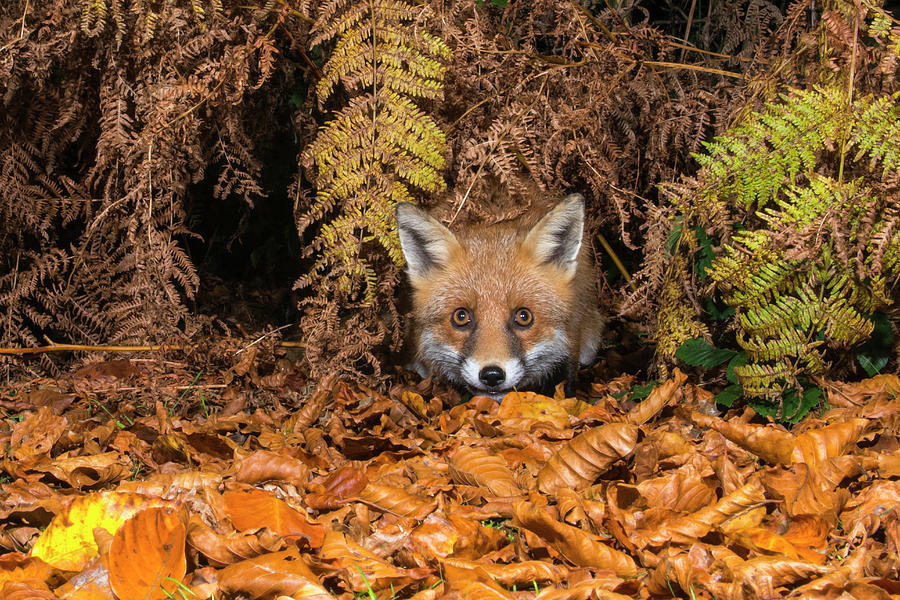 Red Fox In Autumnal Bracken And Beech #1 Photograph by James Warwick
