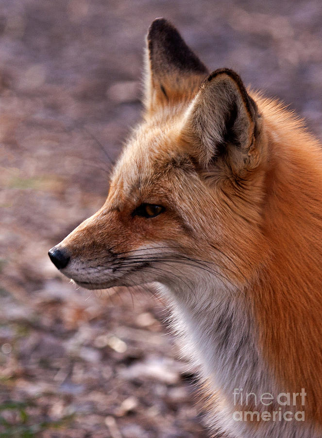 Red Fox in Prospect Park #1 Photograph by Fred Stearns
