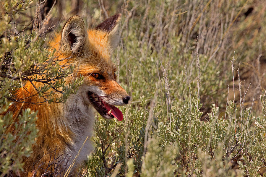 Red Fox in Sage #1 Photograph by Aaron Whittemore