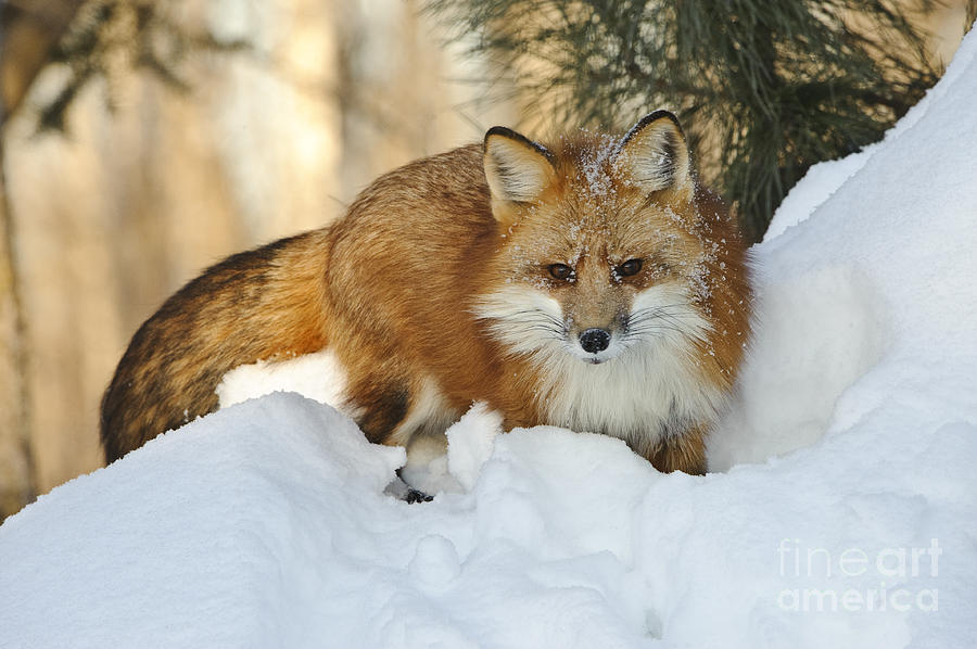 Red Fox #1 Photograph by John Shaw