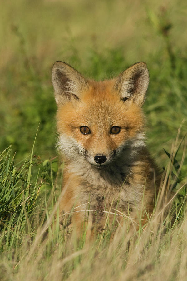 Wildlife Photograph - Red Fox Kit #1 by Ken Archer