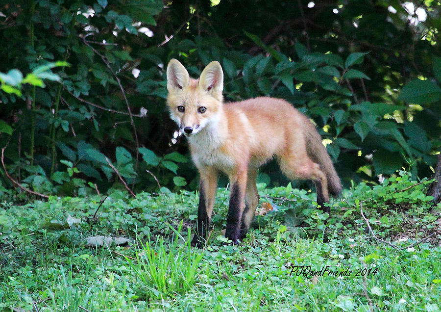 Red Fox Kit #2 Photograph by PJQandFriends Photography