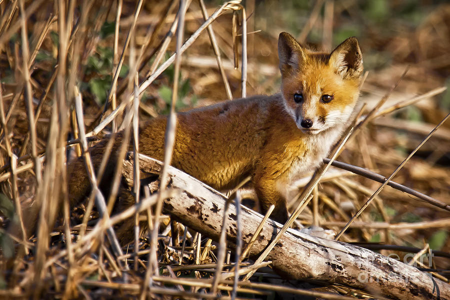 Red Fox KIt #1 Photograph by Ronald Lutz