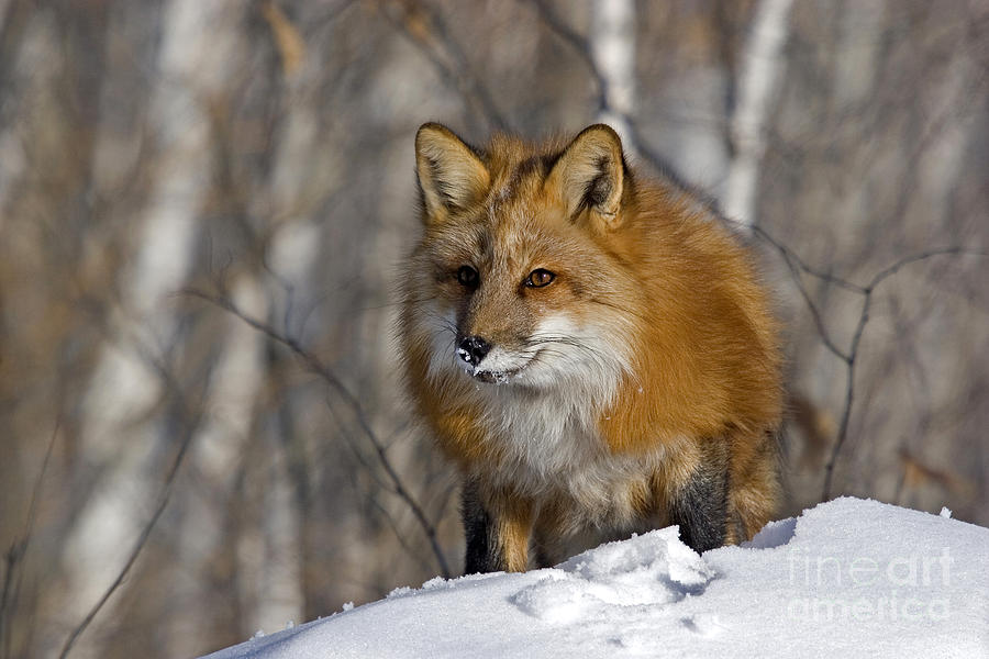 Red Fox #1 Photograph by Linda Freshwaters Arndt