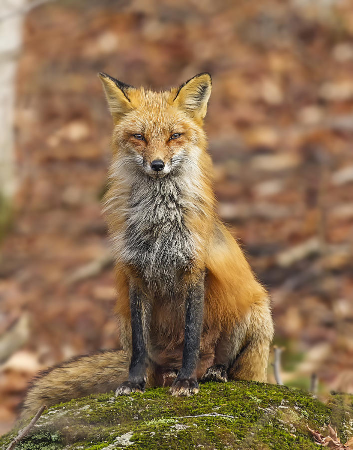 Red Fox Portrait Photograph by John Vose