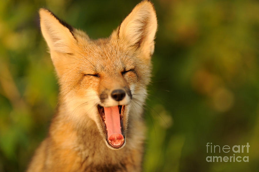 Fox Photograph - Red Fox #1 by Scott Linstead