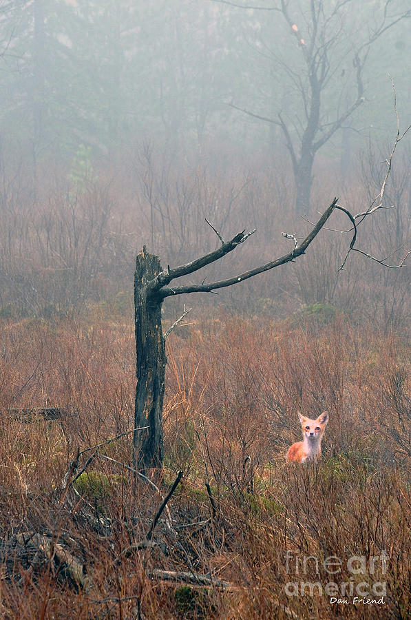 Red Fox Under Tree #2 Photograph by Dan Friend