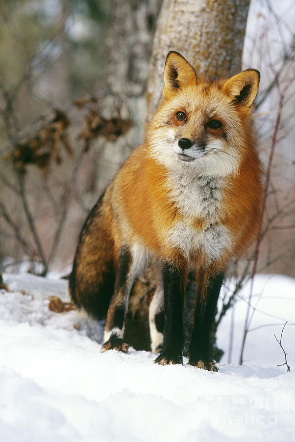 Red Fox Vulpes Vulpes #1 Photograph by Art Wolfe