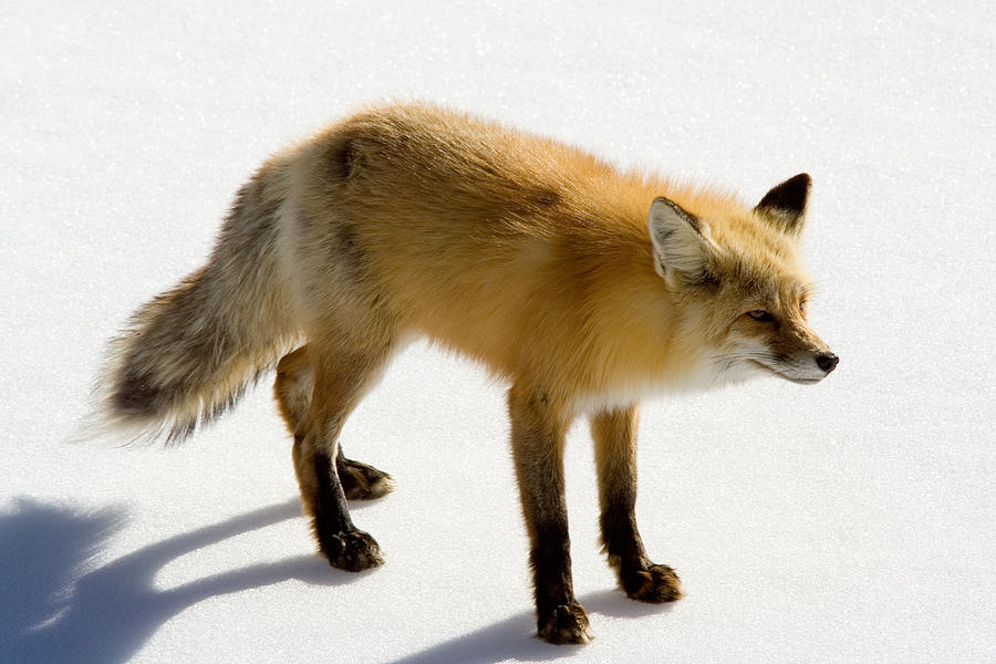 Red Fox Vulpes Vulpes In Snow #1 Photograph by Greg Ochocki