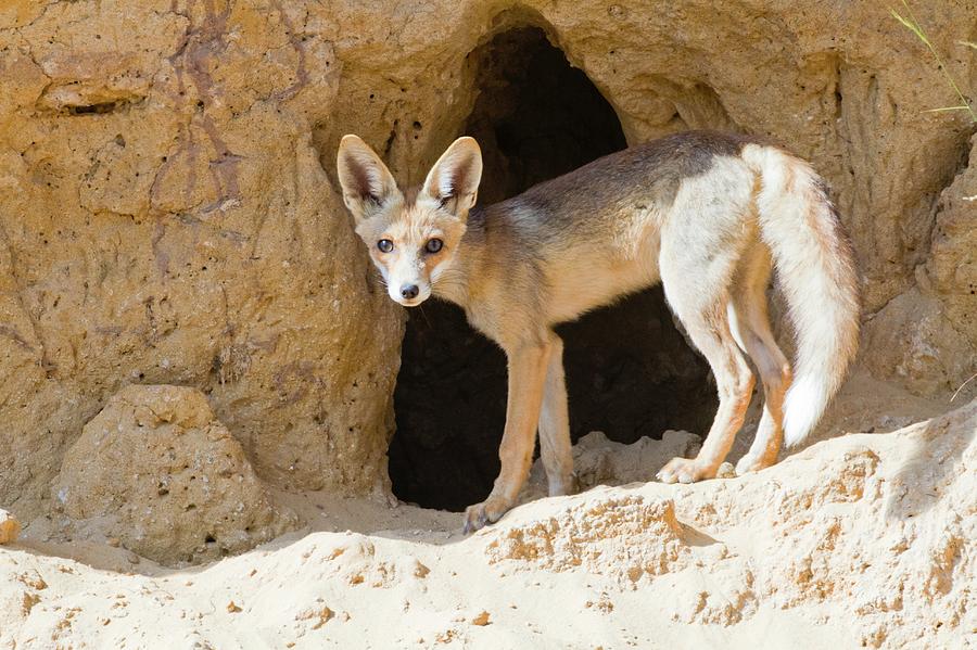 Red Fox Photograph - Red Fox (vulpes Vulpes) by Photostock-israel Red Fox Photograph - Red Fox (vulpes Vulpes) by Photostock-israel