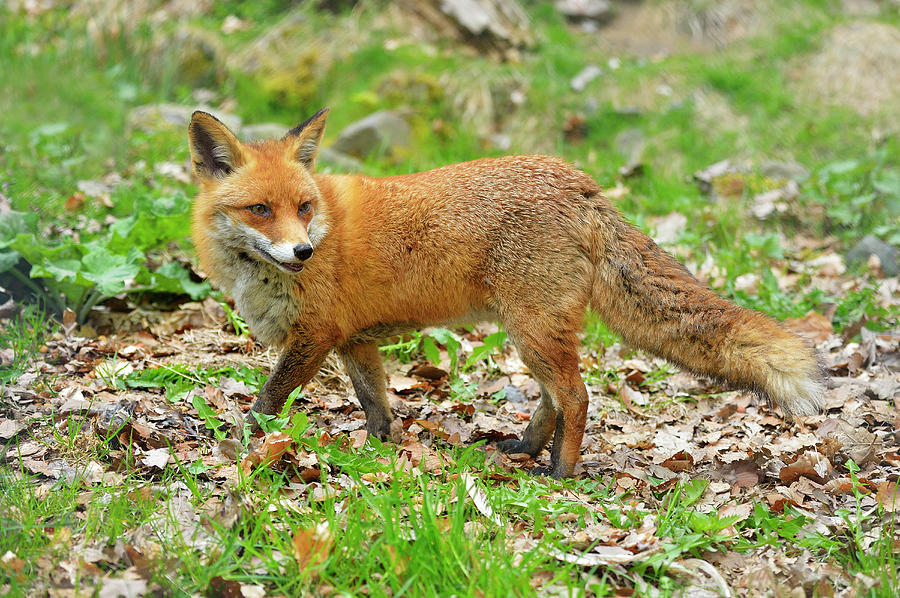 Red Fox, Vulpes Vulpes #1 Photograph by Raimund Linke