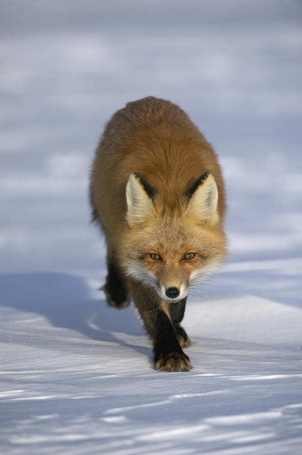 Red Fox Walking In Snow Alaska #1 Photograph by Michael Quinton