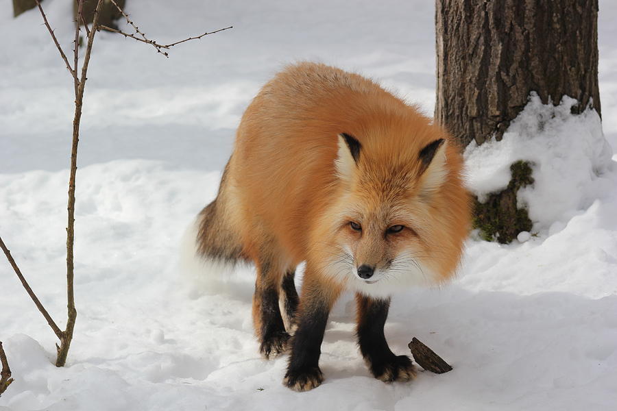 Red Fox #1 Photograph by Wayne Toutaint