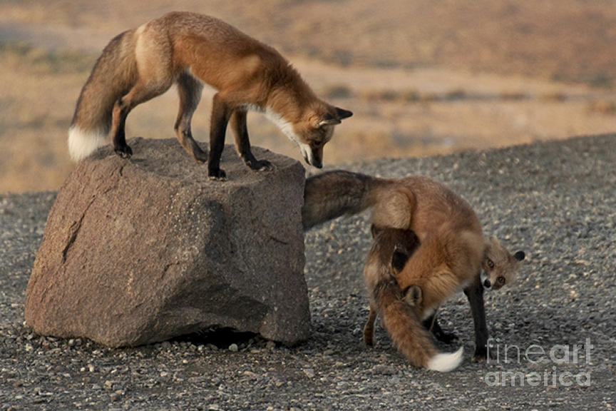 Red Foxes #1 Photograph by Ron & Nancy Sanford