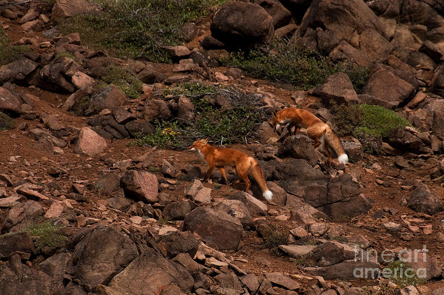 Red Foxes Vulpes Fulva #1 Photograph by Ron Sanford