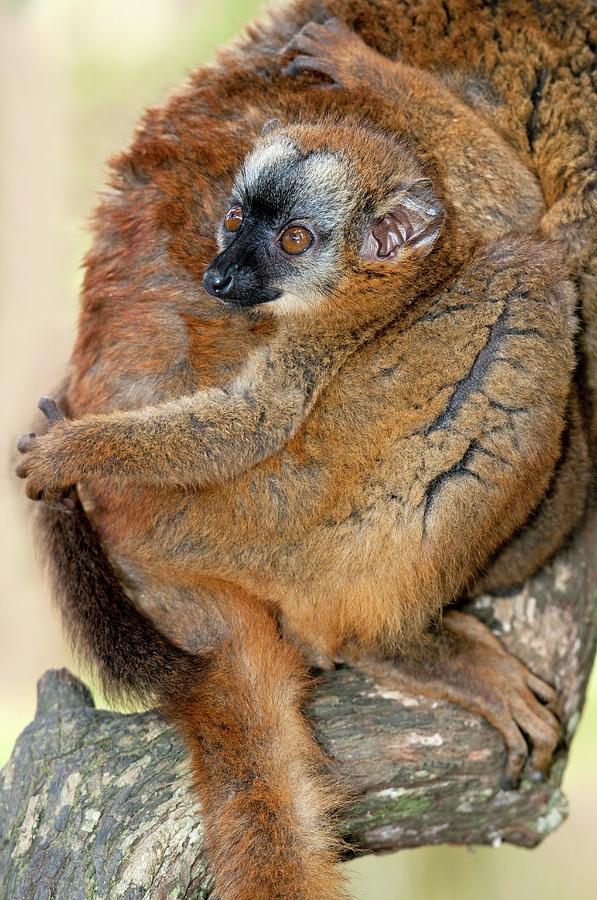 Red-fronted Lemur Baby #1 Photograph by Tony Camacho/science Photo Library