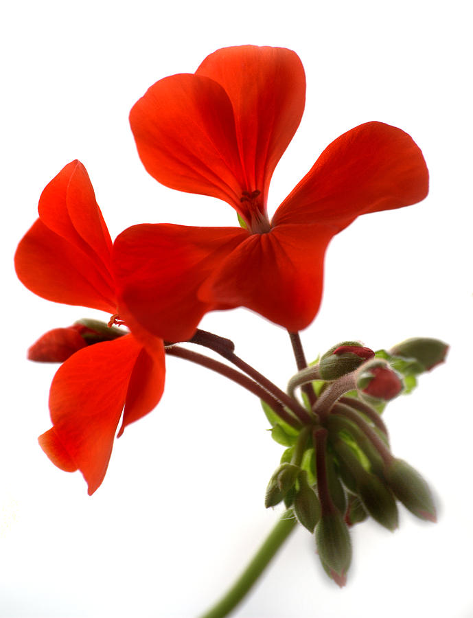 Red Geranium Flower #1 Photograph by Nathan Abbott