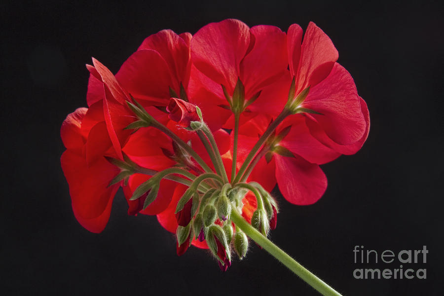 Red Geranium In Progress #1 Photograph by James BO Insogna