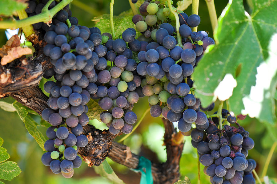 Red Grapes on the Vine #1 Photograph by Brandon Bourdages