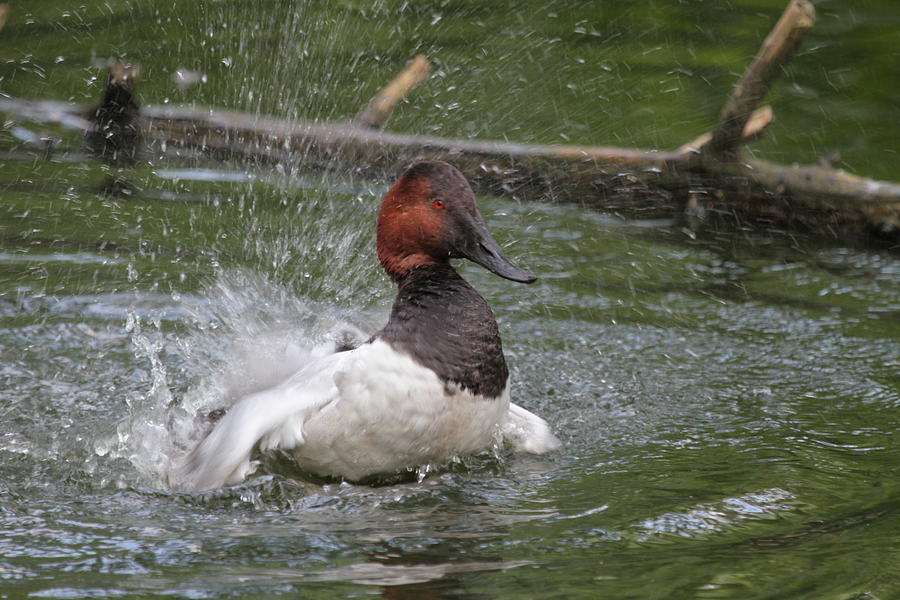 Duck Photograph - Red Head #1 by Dwight Cook