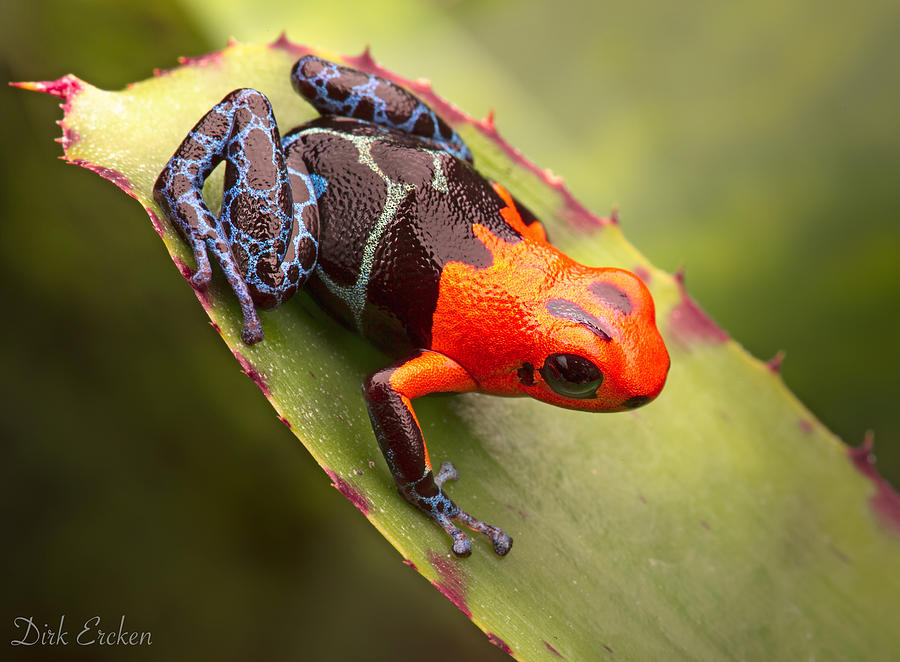 poison dart frog red