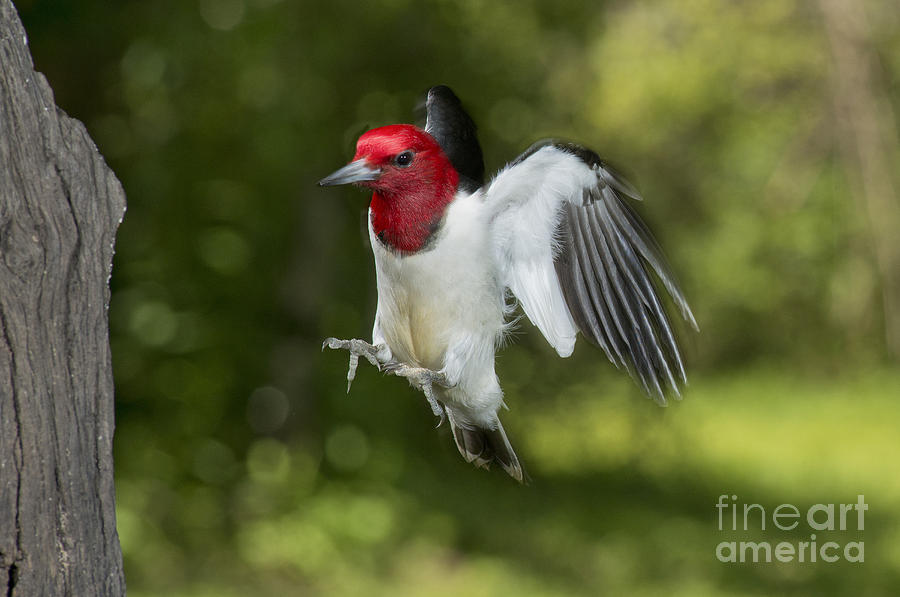 Red-headed Woodpecker #1 Photograph by Anthony Mercieca